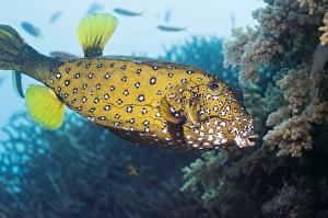 Marine Life Egypt Prints: Yellow boxfish