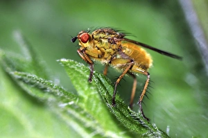 Stinging Nettle Leaf Prints: Yellow dung fly