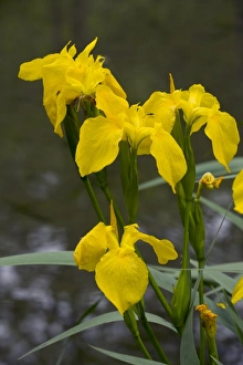 Yellow Flag Iris Prints: Yellow Flag Iris (Iris pseudacorus)