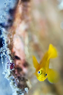 Lembeh Strait Fish Prints: Yellow goby
