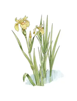 Yellow Iris Flower Prints: Yellow iris (Iris pseudacorus) artwork C016 / 3330