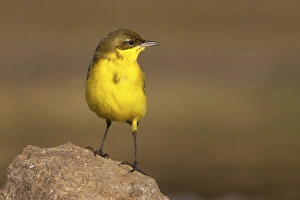 Yellow Wagtail Habitat Prints: Yellow wagtail