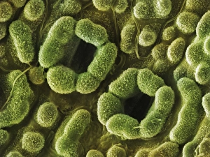 Scanning Electron Microscopy Plant Cells Prints: Yew Leaf Stomata (SEM)