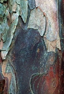 Pacific Yew Tree Bark Print