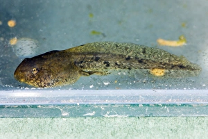 Prints of Young frog at 8 weeks. Tadpole of the common frog (Rana temporaria) in its two leg stage of development. The back legs are developing, but the tail is still the primary means of locomotion Images Dated 2009 January: Young Frog at 8 Weeks Print
