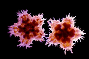 Young gibbous starlet starfish Young gibbous starlet starfish