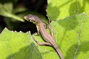 Green Lizard Species Prints: Young green lizard