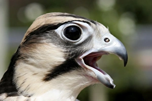 African Bird Species Photos Prints: Young lanner falcon