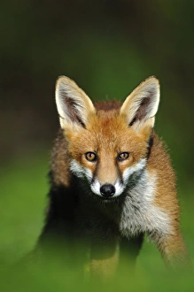 Red Fox UK Prints: Young red fox