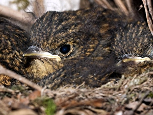 Juvenile Birds Prints: Young robins
