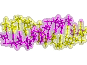 Deoxyribonucleic Acid Model Prints: Z-DNA, molecular model