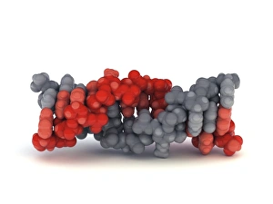Z-DNA molecule Print