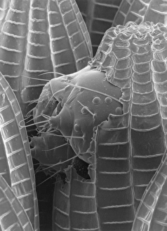 Scanning Electron Micrograph Prints: Z355 / 0138