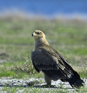 Eagle Species Prints: z8320426