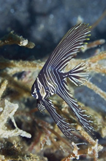 Juvenile Zebra Batfish Print
