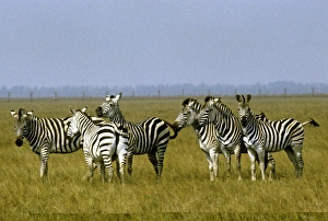 Zebra Herd Prints: Zebra C013 / 5370