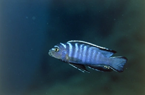 Freshwater Aquarium Fish Prints: Zebra cichlid