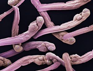 Prints of Zebrafish young. Coloured scanning electron micrograph (SEM) of newly-hatched zebrafish (Danio rerio) young or fry. These fish are used to study embryonic development Images Dated 2003 August: Newly-hatched zebrafish young, SEM Print