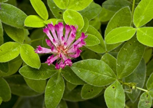 Wildflowers In England Prints: Zigzag Clover (Trifolium medium)