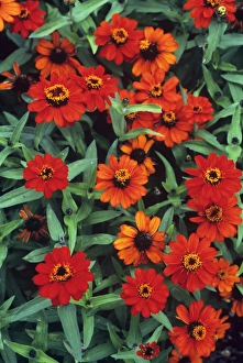 Bright Red Blooms Prints: Zinnia Profusion Fire