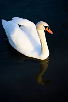 England, Tyne & Wear, Watergate Forest Park. A royal protected Swan reflected on a small England, Tyne & Wear, Watergate Forest Park. A royal protected Swan reflected on a small