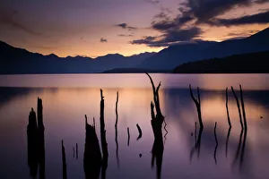 New Zealand, Fiordland, Fiordland National Park. The flooded remnants of trees pierce the tranquil waters of New Zealand, Fiordland, Fiordland National Park. The flooded remnants of trees pierce the tranquil waters of