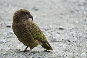 New Zealand, Southland, Kea Mountain Parrot New Zealand, Southland, Kea Mountain Parrot