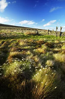 Scotland Scottish Borders The Pennine Way Cotton grass on moorland near the England Scotland border close to Scotland Scottish Borders The Pennine Way Cotton grass on moorland near the England Scotland border close to
