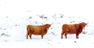 Scotland, Scottish Highlands, Glen Dochart. Highland Cattle brave the elements of a harsh winter environment in Scotland, Scottish Highlands, Glen Dochart. Highland Cattle brave the elements of a harsh winter environment in