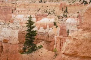 Bryce Canyon National Park Hoodoos Print