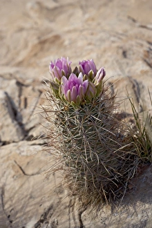 North America Botany Prints: 27071_work