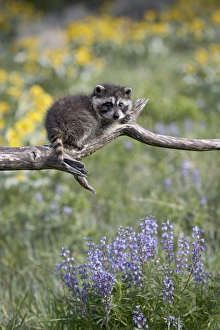 Montana Wildlife Images Prints: 27196_work