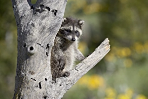 Montana Wildlife Images Prints: 27202_work