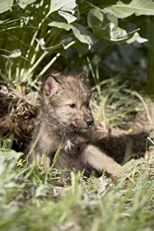 North America Wild Life Images Prints: 27234_work