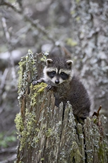 Montana Wildlife Images Prints: 27370_work