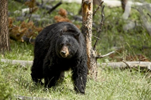 Ursus Americanus Images Prints: 27399_work