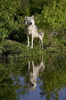 Canis Lupus Pictures Prints: 27551_work