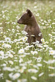Black Bear Cub Prints: 27563_work_crop46