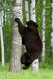 Images Dated 2nd January 2000: Black Bear Print in Captivity