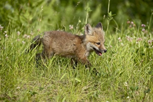 Outdoor Mammal Images Prints: 27623_work