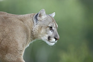Mountain Lion Print