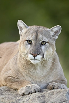 United States Animal Images Prints: 27645_work