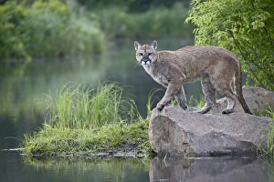 American Wildlife Pictures Prints: 27649_work