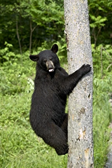Ursus Americanus Images Prints: 27690_work