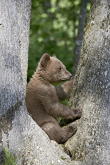 Black Bear Cub Prints: 27697_work