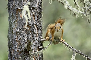 American Wildlife Pictures Prints: 27715_work