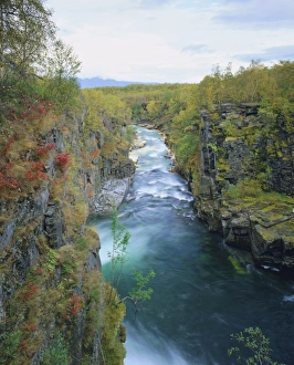 Scandinavian National Parks Prints: Abisko River Gorge