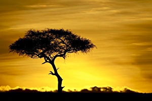 Tree Silhouette At Dawn Prints: Acacia tree at dawn