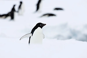 Adelie penguin (Pygoscelis adeliae), Commonwealth Bay, Antarctica, Polar Regions Adelie penguin (Pygoscelis adeliae), Commonwealth Bay, Antarctica, Polar Regions