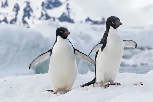 Adelie penguin (Pygoscelis adeliae) pair, at Brown Bluff, Antarctica, Southern Ocean Adelie penguin (Pygoscelis adeliae) pair, at Brown Bluff, Antarctica, Southern Ocean